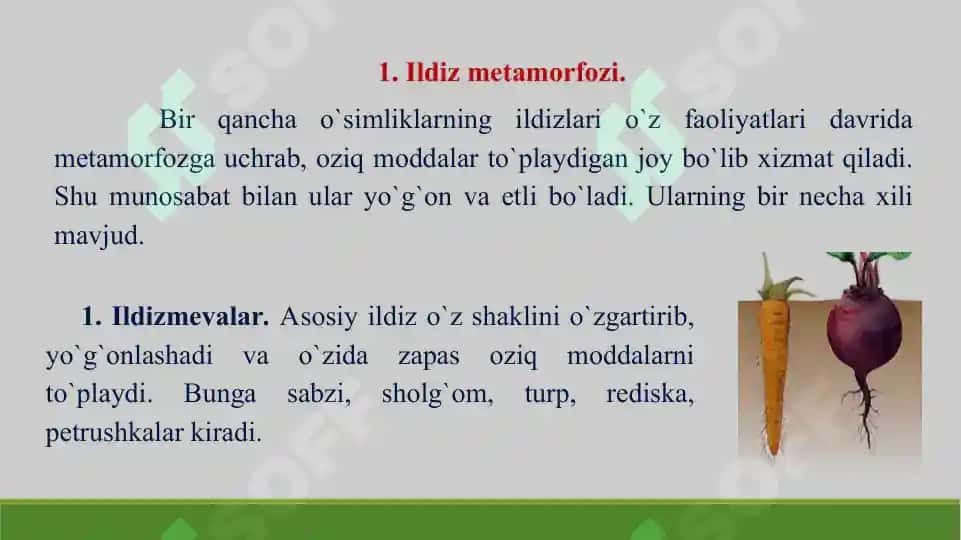 Ildiz, poya va barg metamorfozi. Taqdimot 23 bet. 3