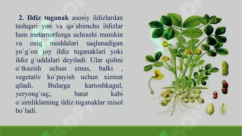 Ildiz, poya va barg metamorfozi. Taqdimot 23 bet. 4
