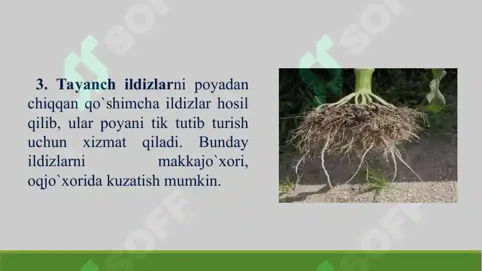 Ildiz, poya va barg metamorfozi. Taqdimot 23 bet. 5