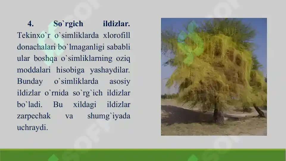 Ildiz, poya va barg metamorfozi. Taqdimot 23 bet. 6