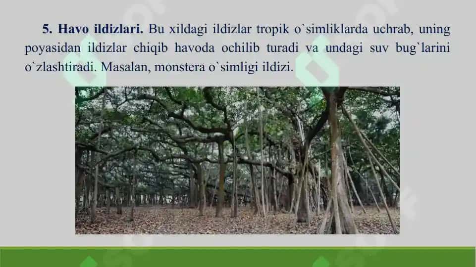 Ildiz, poya va barg metamorfozi. Taqdimot 23 bet. 7