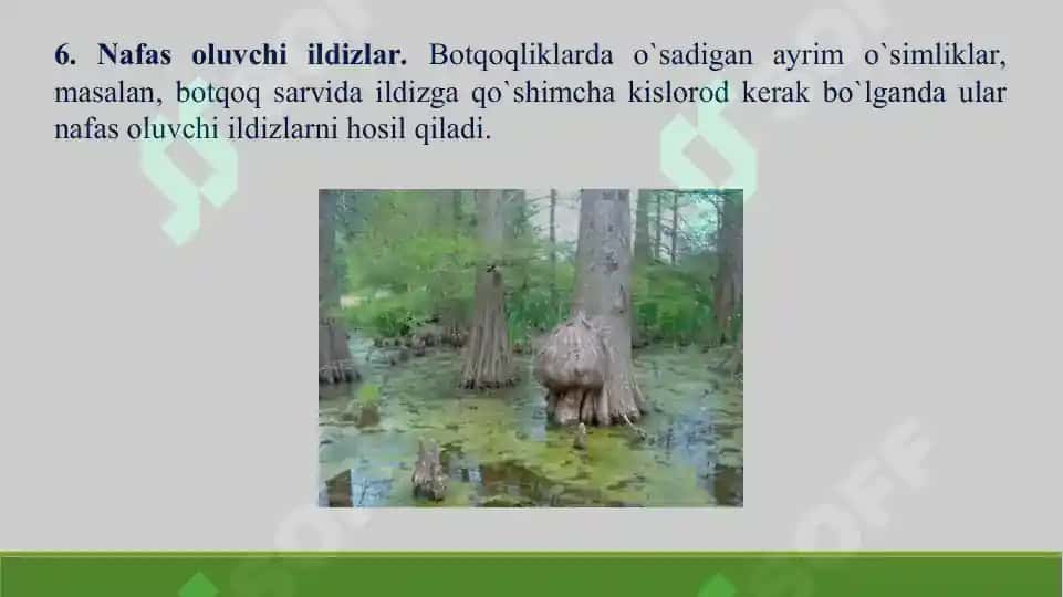 Ildiz, poya va barg metamorfozi. Taqdimot 23 bet. 8