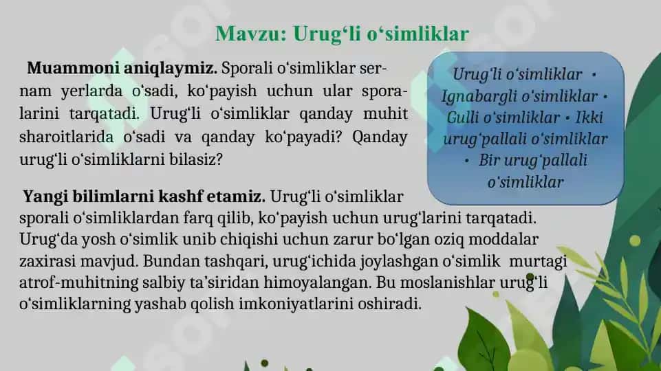1.5. Urug'li o'simliklar mavzusida  ochiq dars taqdimoti. 2
