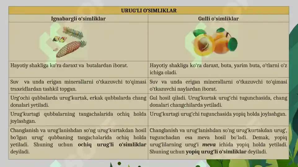 1.5. Urug'li o'simliklar mavzusida  ochiq dars taqdimoti. 3