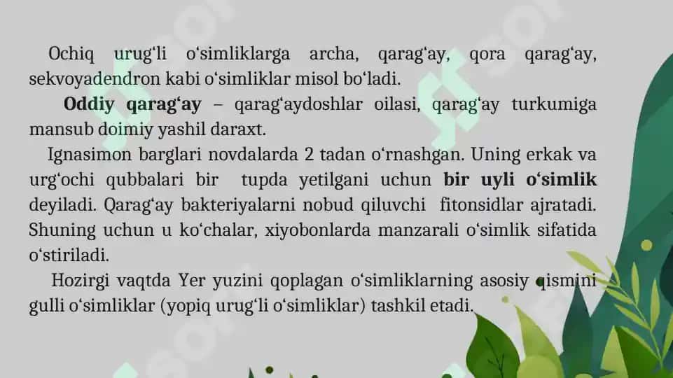 1.5. Urug'li o'simliklar mavzusida  ochiq dars taqdimoti. 4