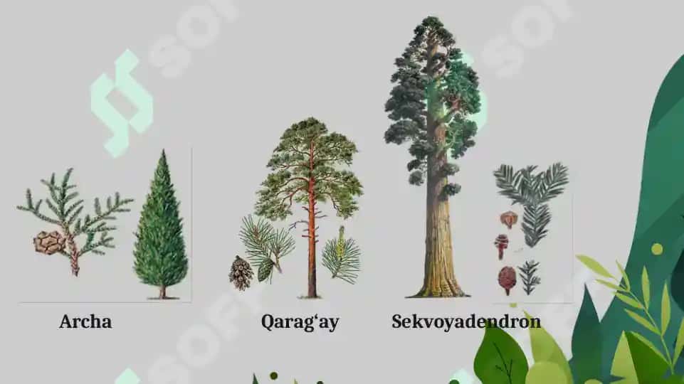 1.5. Urug'li o'simliklar mavzusida  ochiq dars taqdimoti. 5
