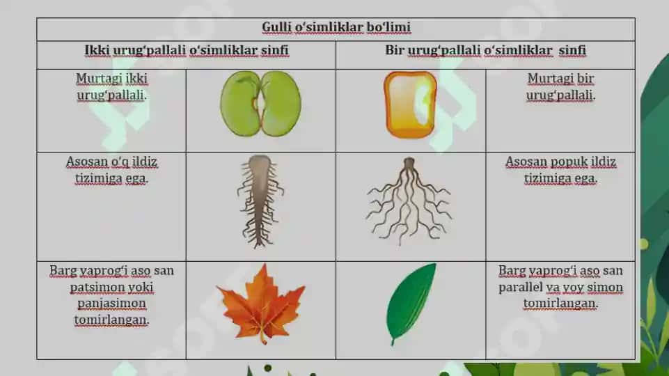 1.5. Urug'li o'simliklar mavzusida  ochiq dars taqdimoti. 7