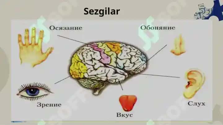 Sezgi 5