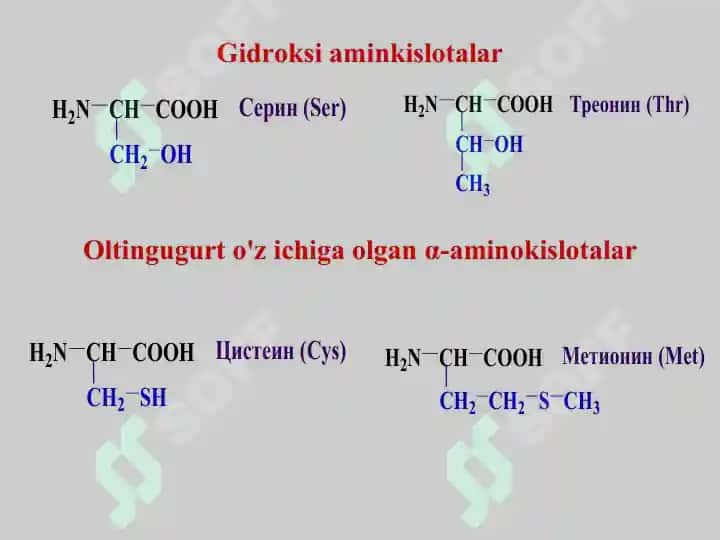Aminokislotalar. Tuzilishi, xossalari va biologik vazifalari. Peptid va oqsillar. Oqsillarning fazoviy konformatsiyalari. Peptid va oqsillarning funksiyalari. Oqsillarning fizik-kimyoviy xossalari. 8