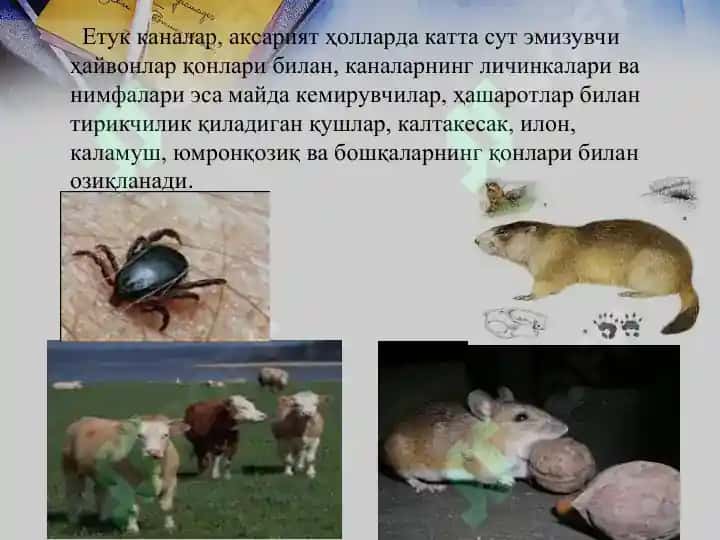 ҚРИМ-КОНГО ГЕМОРРАГИК ИСИТМАСИ 6