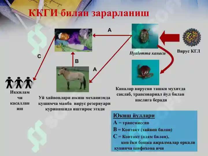 ҚРИМ-КОНГО ГЕМОРРАГИК ИСИТМАСИ 7