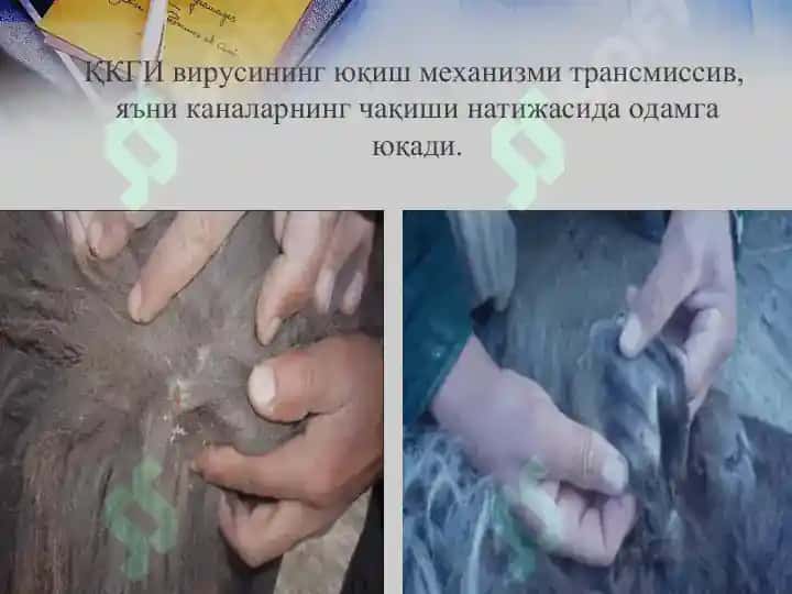ҚРИМ-КОНГО ГЕМОРРАГИК ИСИТМАСИ 8