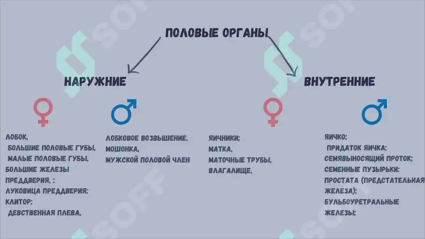 Репродуктивная система 2