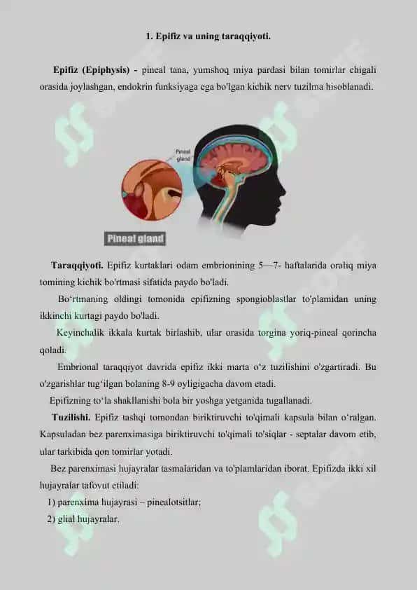 Epifizning ultrastrukturaviy tashkil tilishi va funktsiyalari. Referat, 7 bet. 2