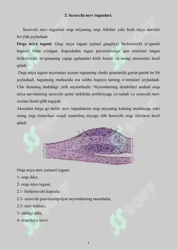 Nerv sistemasi. Referat 20 bet. 5