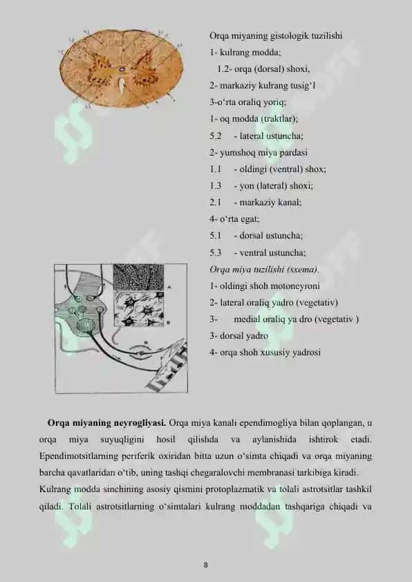 Nerv sistemasi. Referat 20 bet. 8