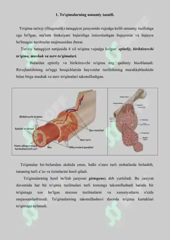 To'qimalarning fiziologik va reparativ regeneratsiyasi. To'qimalar o'zgaruvchanligi chegaralari. Referat, 7 bet. 2