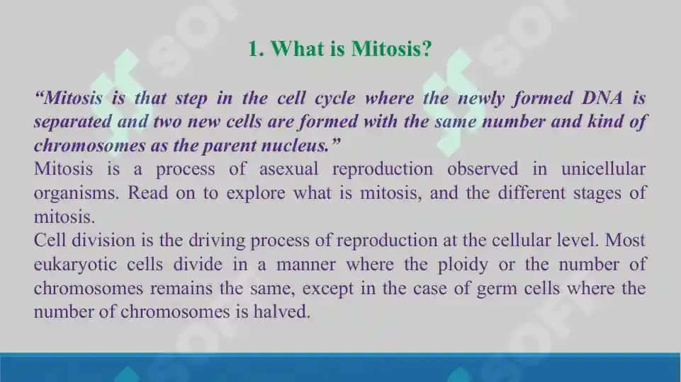 Mitosis. (,,Mitoz'' mavzusida ingliz tilidagi taqdimot, 14 bet). 3