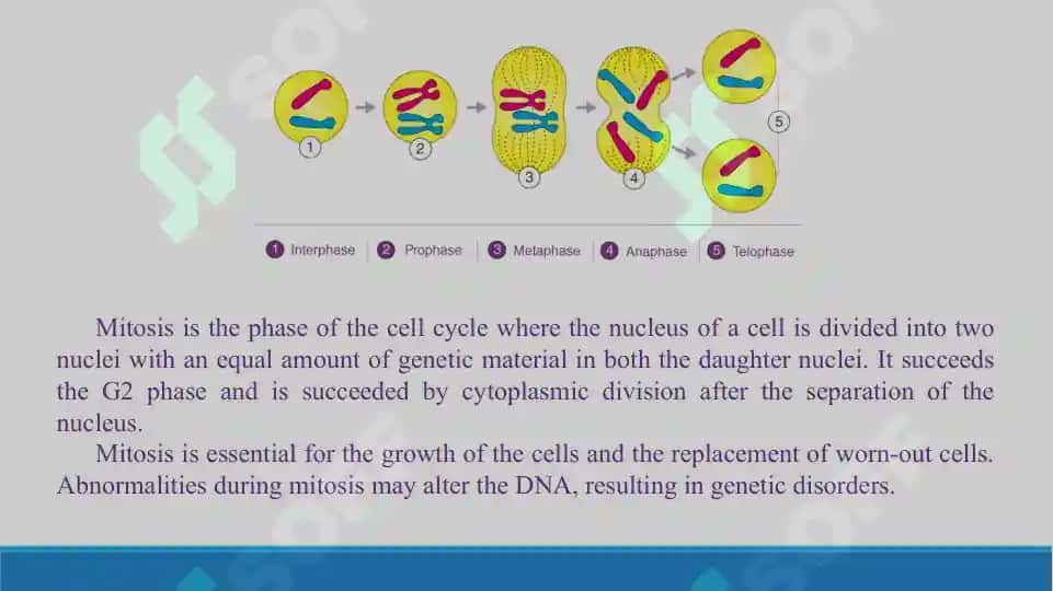 Mitosis. (,,Mitoz'' mavzusida ingliz tilidagi taqdimot, 14 bet). 4