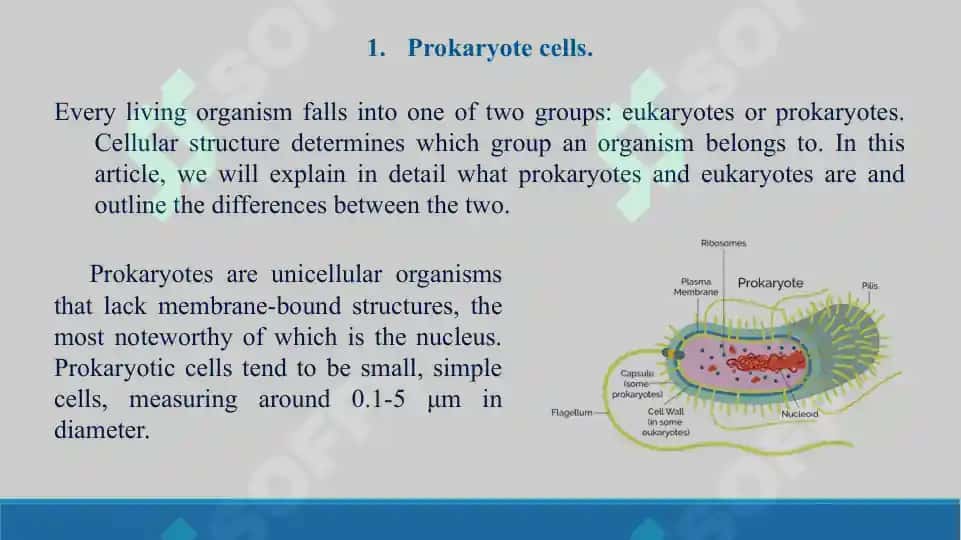 Prokaryote and Eukaryotic cells. Taqdimot, 16 bet. 3