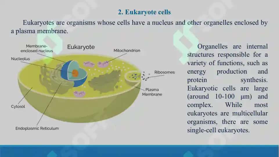 Prokaryote and Eukaryotic cells. Taqdimot, 16 bet. 7