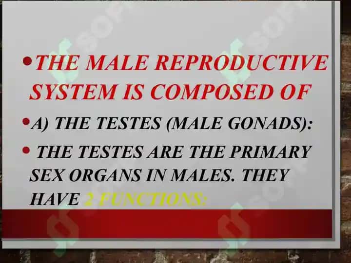 MALE REPRODUCTIVE SYSTEM 2