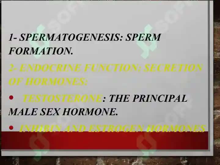 MALE REPRODUCTIVE SYSTEM 3