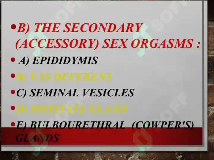 MALE REPRODUCTIVE SYSTEM 4