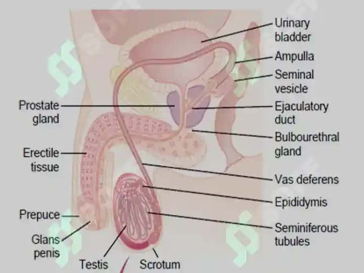 MALE REPRODUCTIVE SYSTEM 5