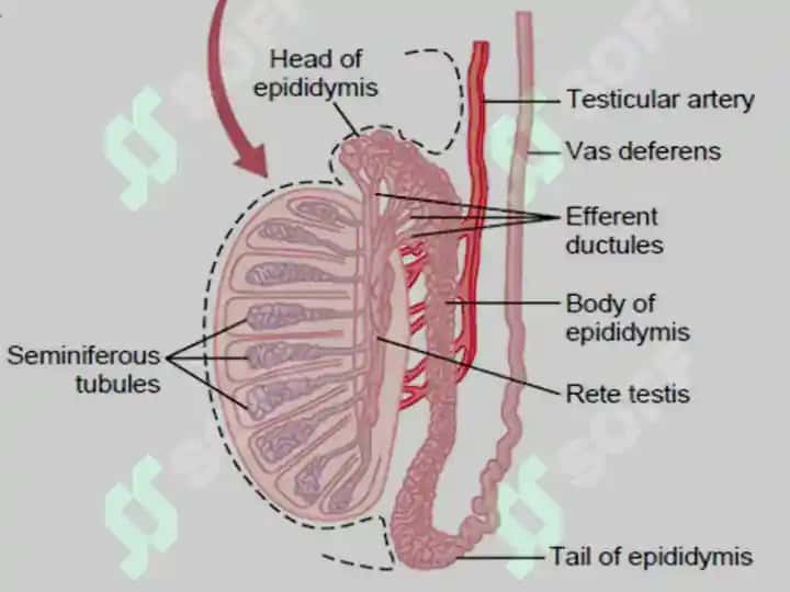 MALE REPRODUCTIVE SYSTEM 6