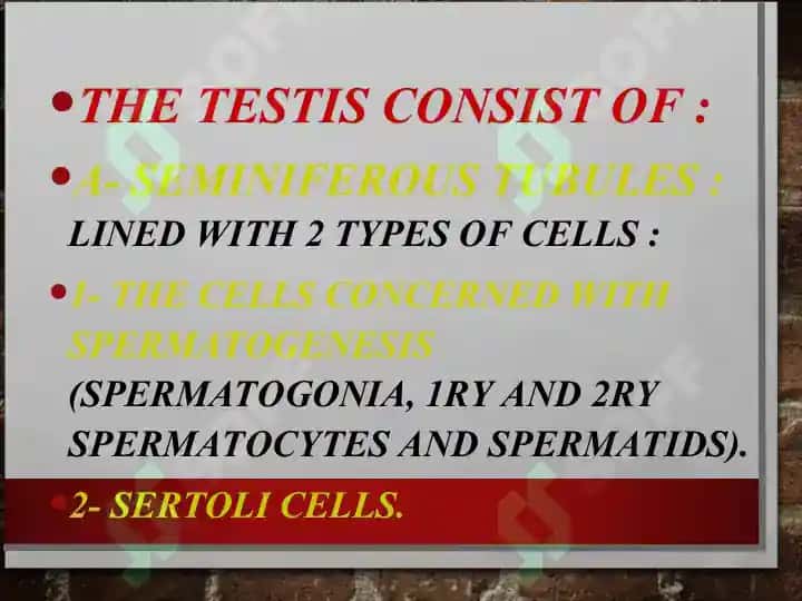 MALE REPRODUCTIVE SYSTEM 8