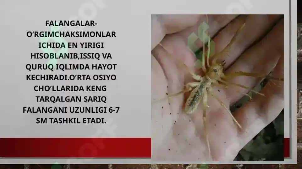 O‘rgimchaksimonlar sinfi. Butli o‘rgimchak 3