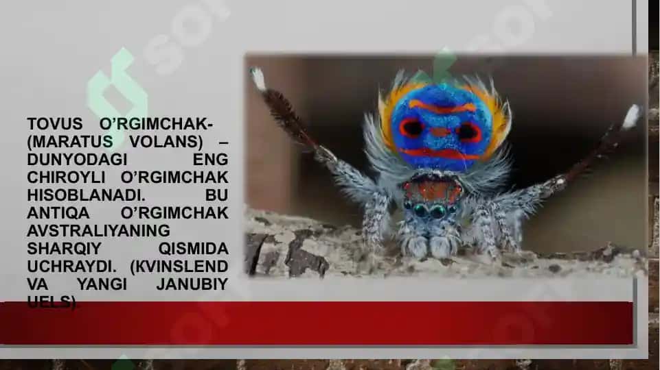 O‘rgimchaksimonlar sinfi. Butli o‘rgimchak 4