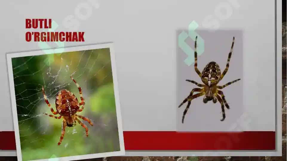 O‘rgimchaksimonlar sinfi. Butli o‘rgimchak 5