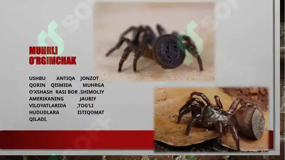 O‘rgimchaksimonlar sinfi. Butli o‘rgimchak 7