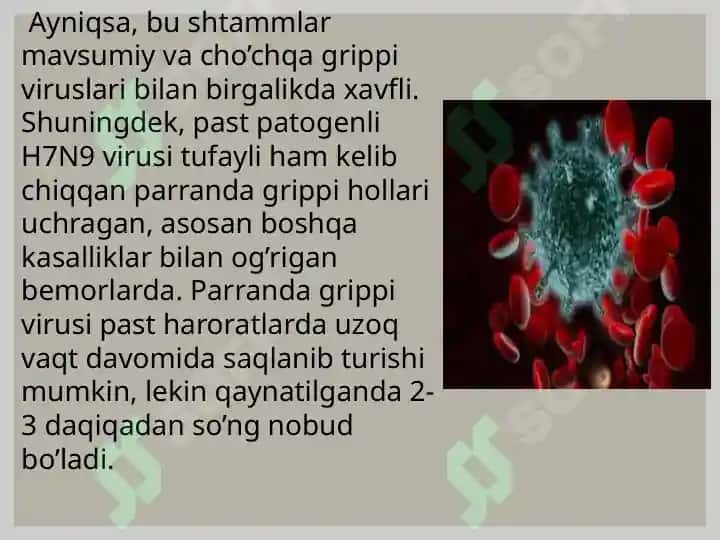 Parranda va Cho’chqa Grippi 6