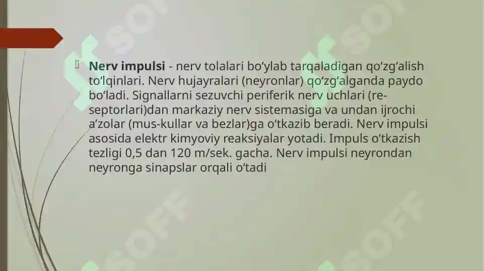 Nerv Impulsi 2