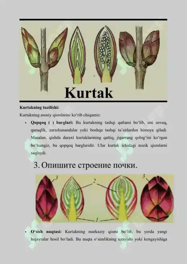 Biologiya fanidan 1 soatlik dars ishlanmasi 4