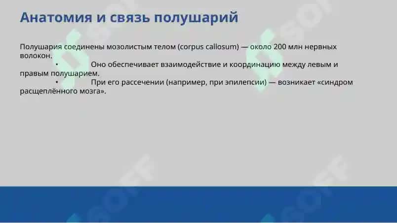 Функциональная асимметрия полушарий головного мозга 3
