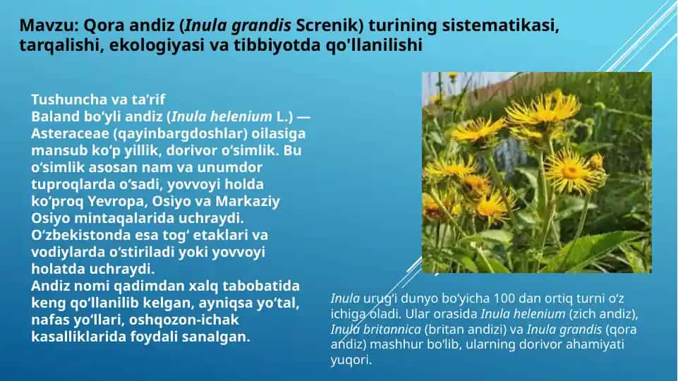 "Andiz (Inula helenium): Dorivor o‘simlik tavsifi"