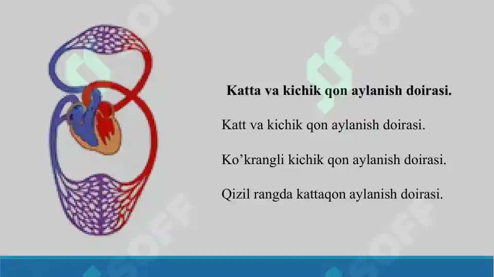 4. Yurak faoliyatining tovushli belgilari. Taqdimot, 12 bet. 3
