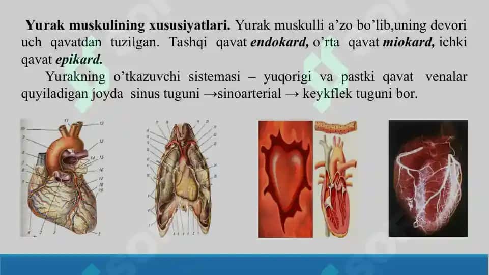 4. Yurak faoliyatining tovushli belgilari. Taqdimot, 12 bet. 4