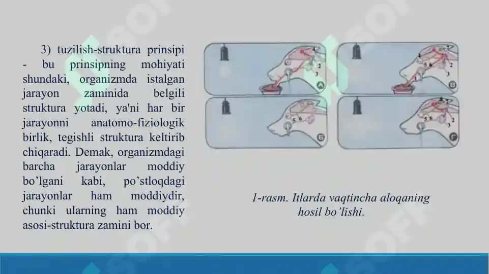 15. Oliy asab faoliyati. I.P.Pavlovning ta'limoti. Taqdimot, 18 bet 7