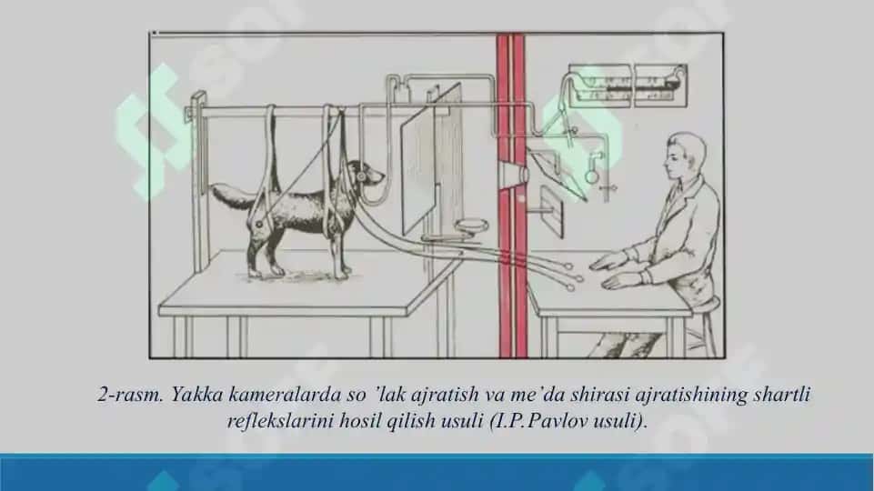 15. Oliy asab faoliyati. I.P.Pavlovning ta'limoti. Taqdimot, 18 bet 8