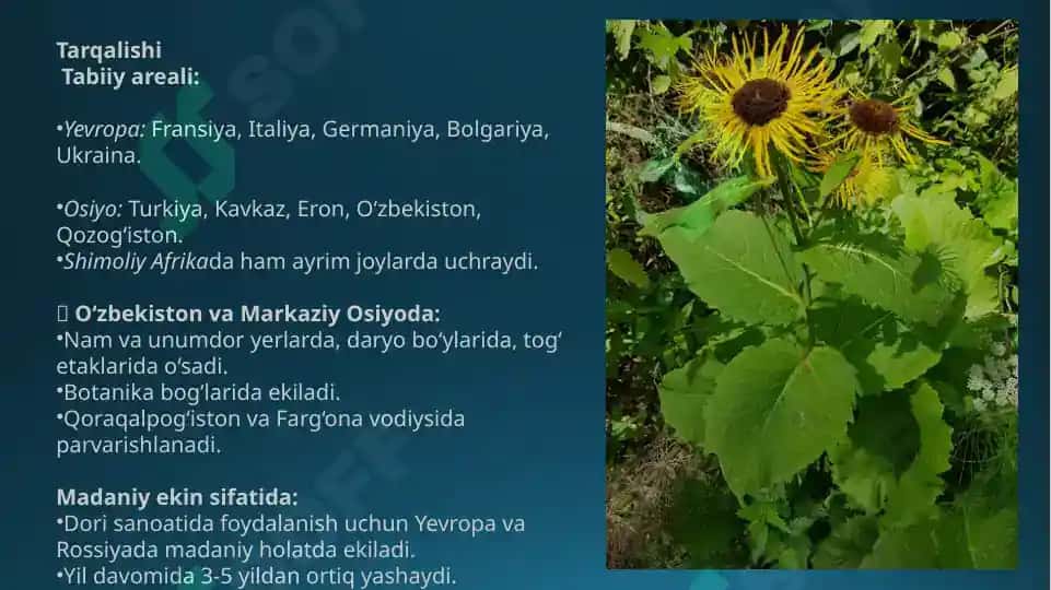 Baland bo‘yli andiz (Inula helenium L.) 2