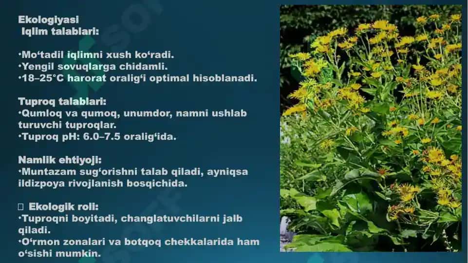Baland bo‘yli andiz (Inula helenium L.) 3
