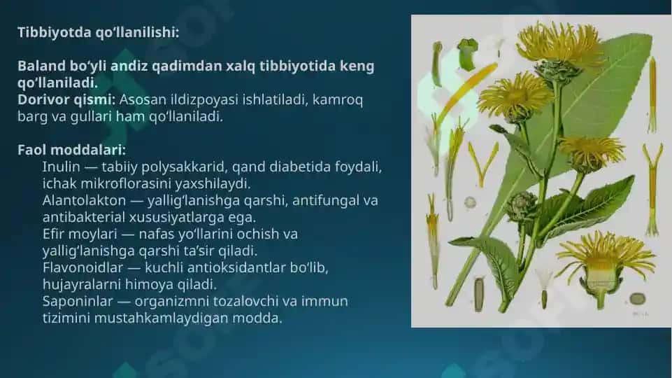 Baland bo‘yli andiz (Inula helenium L.) 4