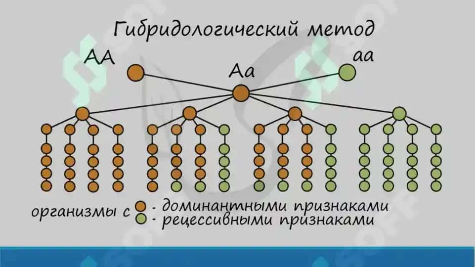 Основные методы генетики. Презентация 16 листов. 5