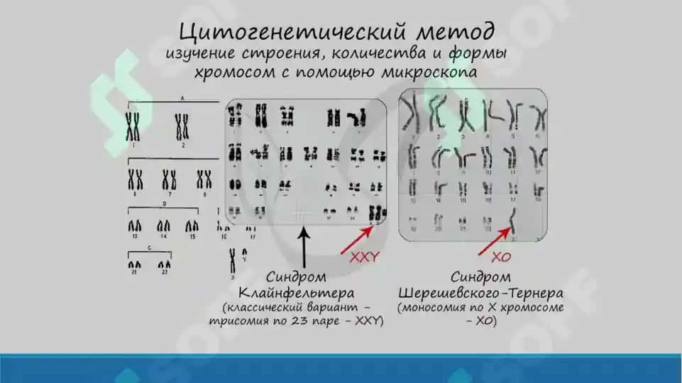 Основные методы генетики. Презентация 16 листов. 7