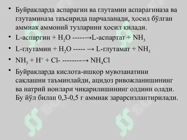 Ammikakni zararsizlantirilishi. Aminokislotalar almashinuvining hususiy yo’llari 7